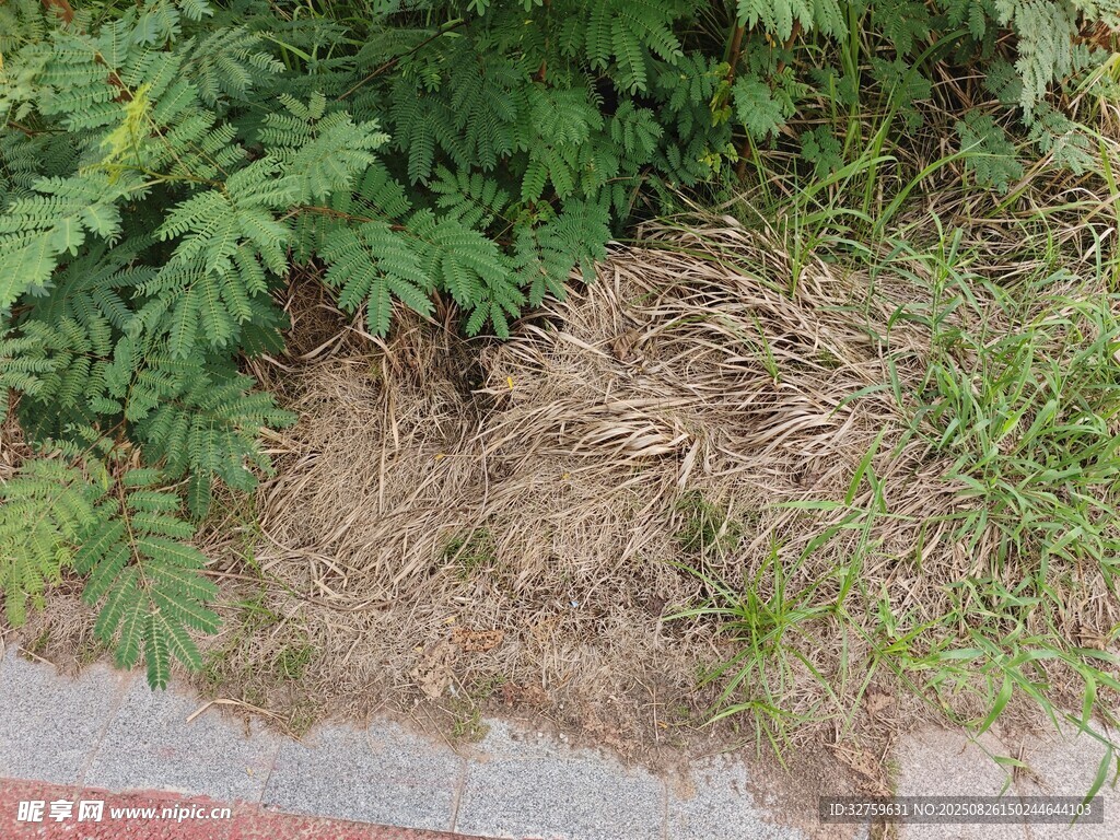 路边绿植与干草景象