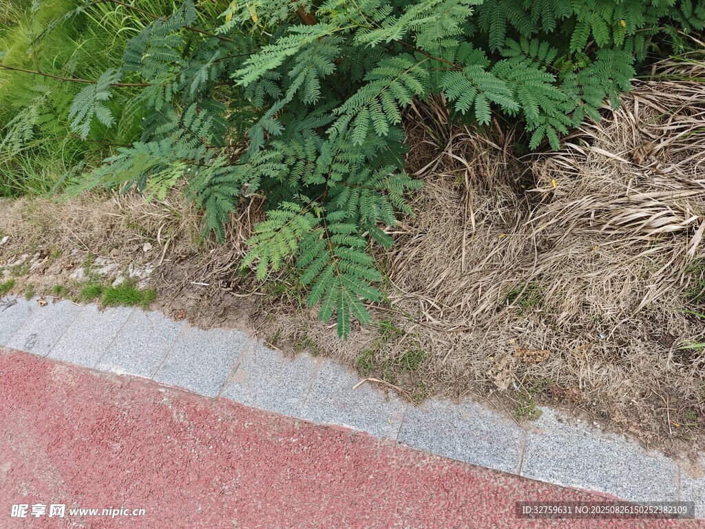 路边绿植与红道景象