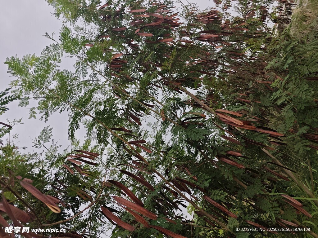 茂密树林中的多彩枝叶