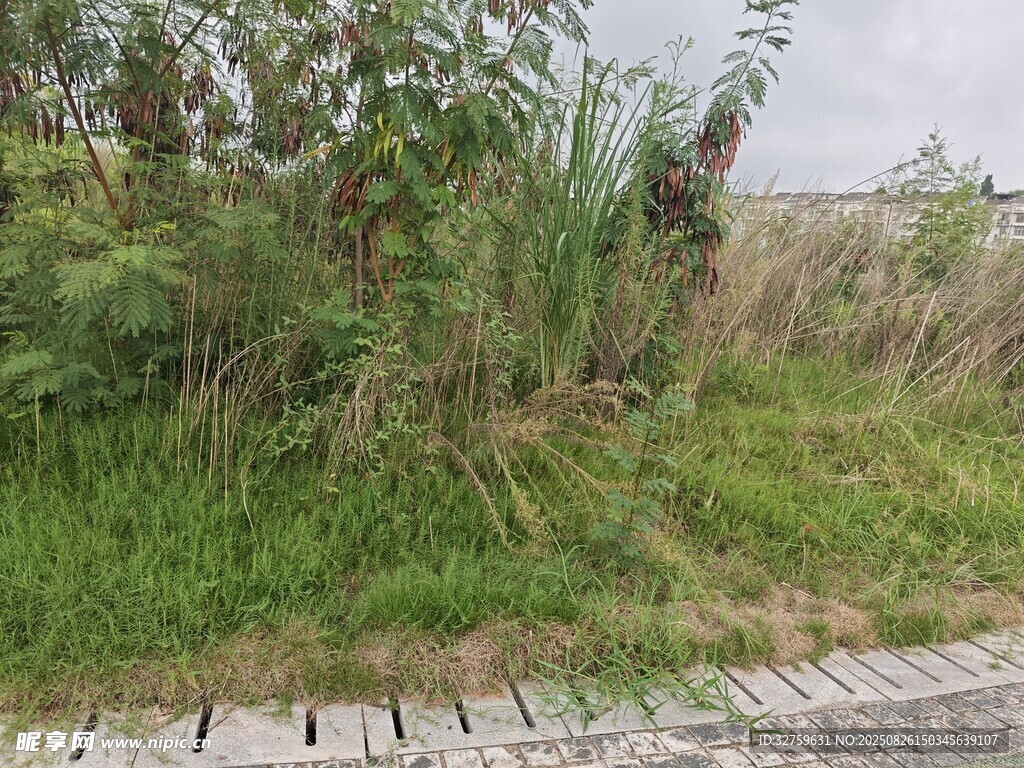 路边茂盛的绿色植物
