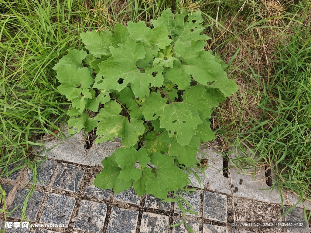 砖缝中生长的绿色植物
