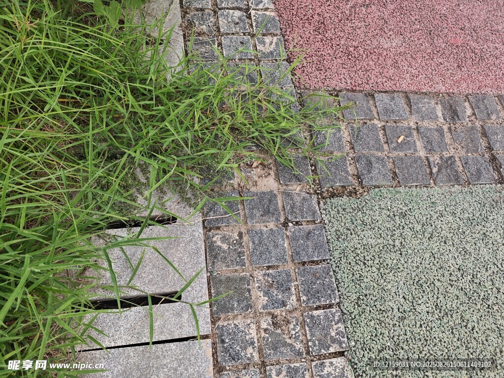 路边排水口旁的绿植