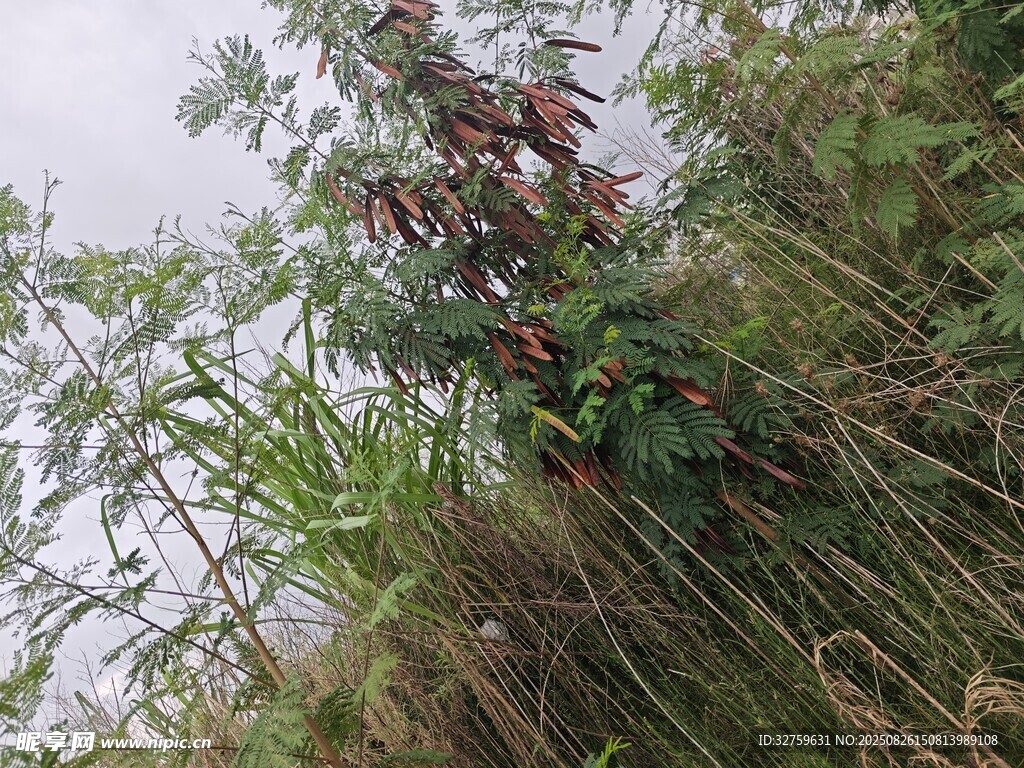野外繁茂植物景象