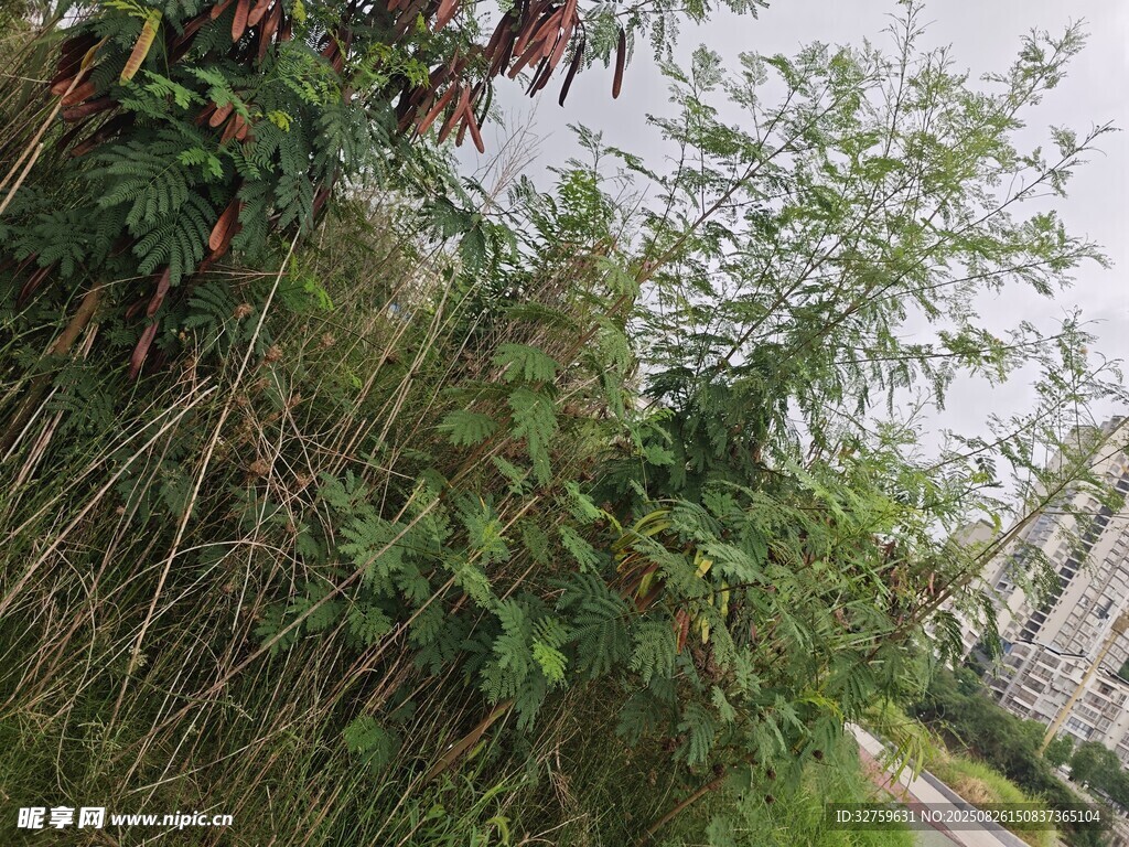 竹林边的绿植景观