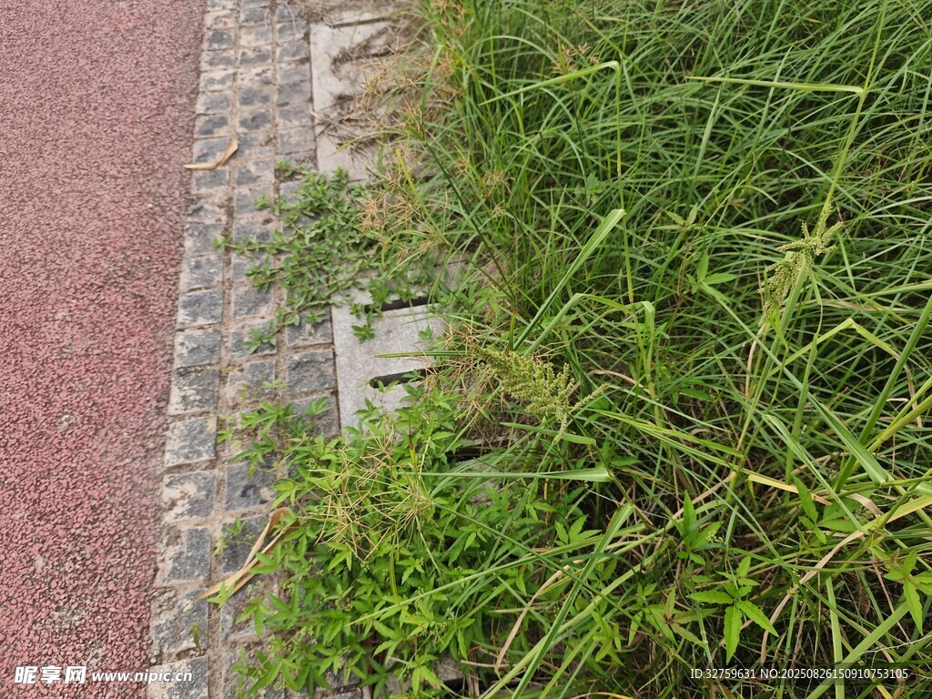 路边草丛特写