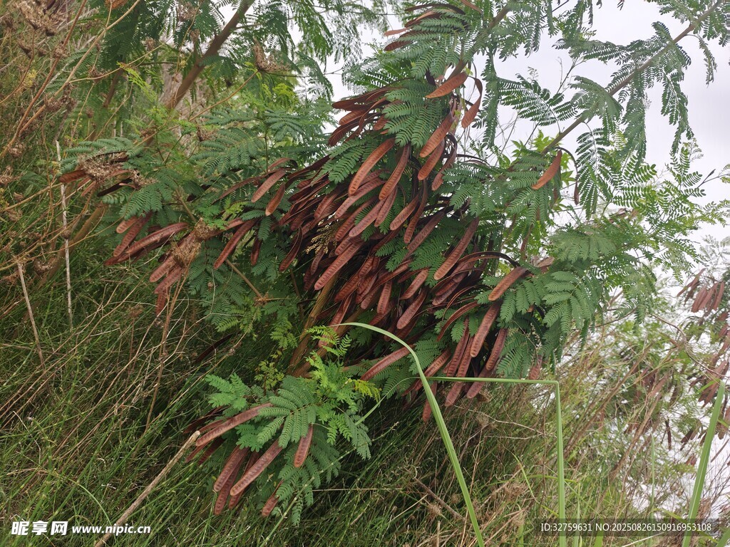 野外生长的豆科植物