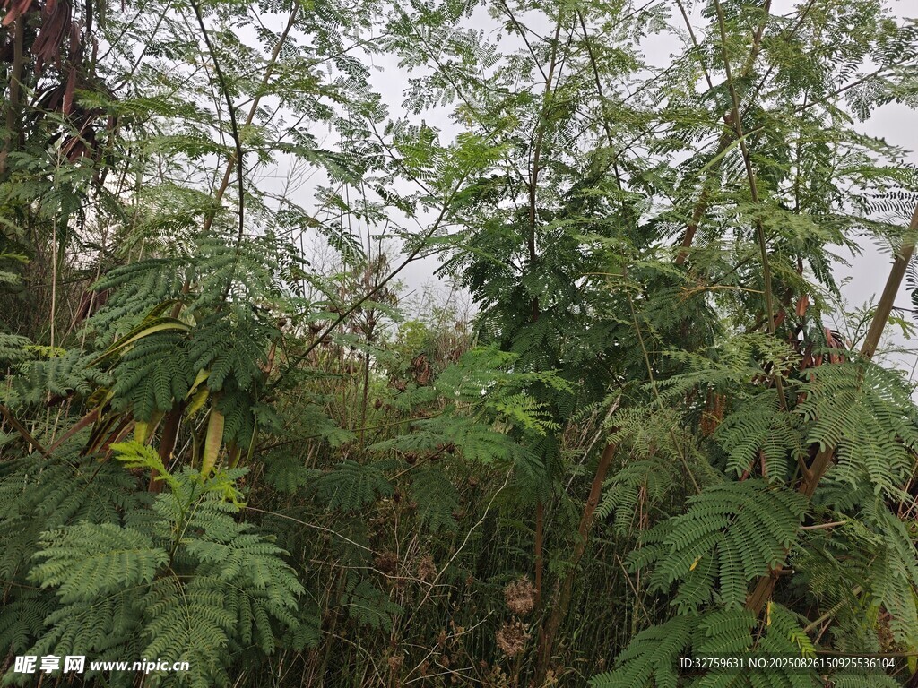 茂密绿植景观