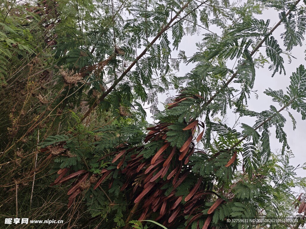 枝头挂着串串红辣椒