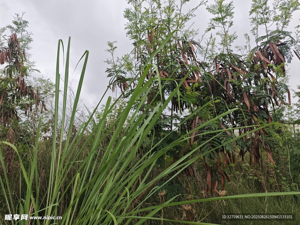 野外繁茂的植物景观