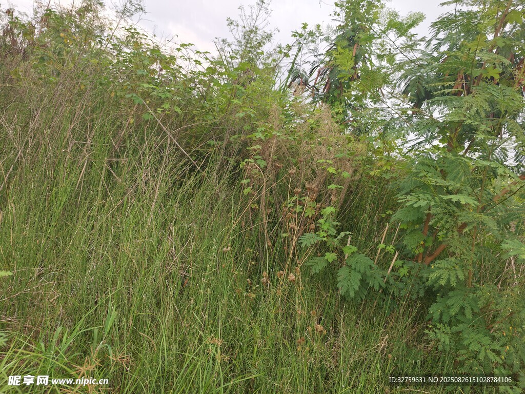 野外繁茂的绿色植被