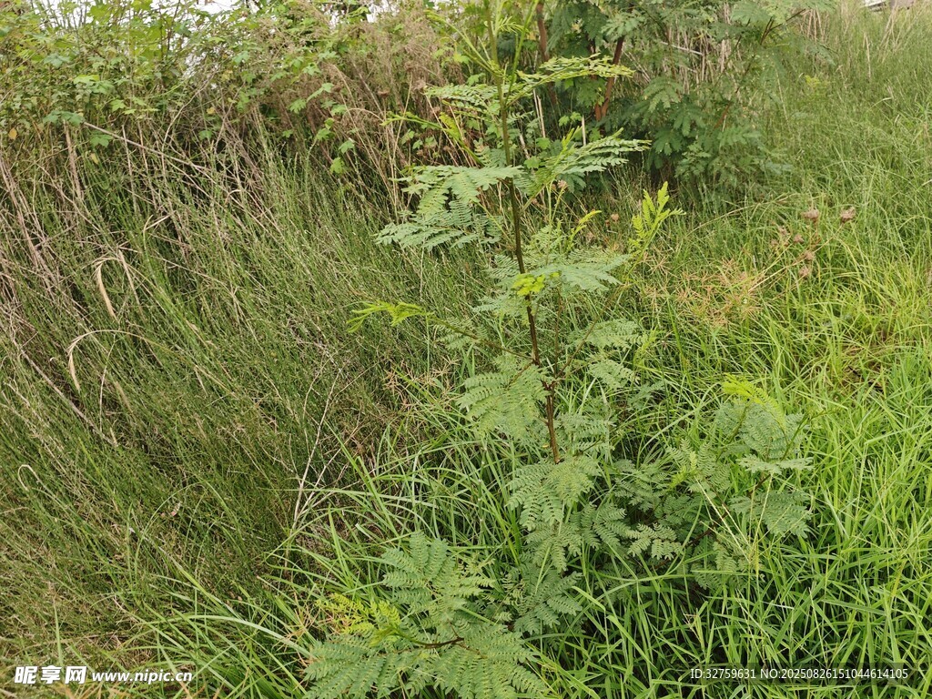 野外茂盛的绿色植物景象