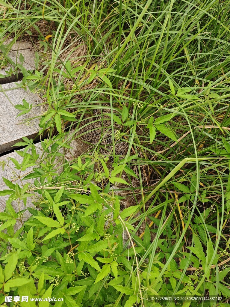 木板旁生长的繁茂绿色植物