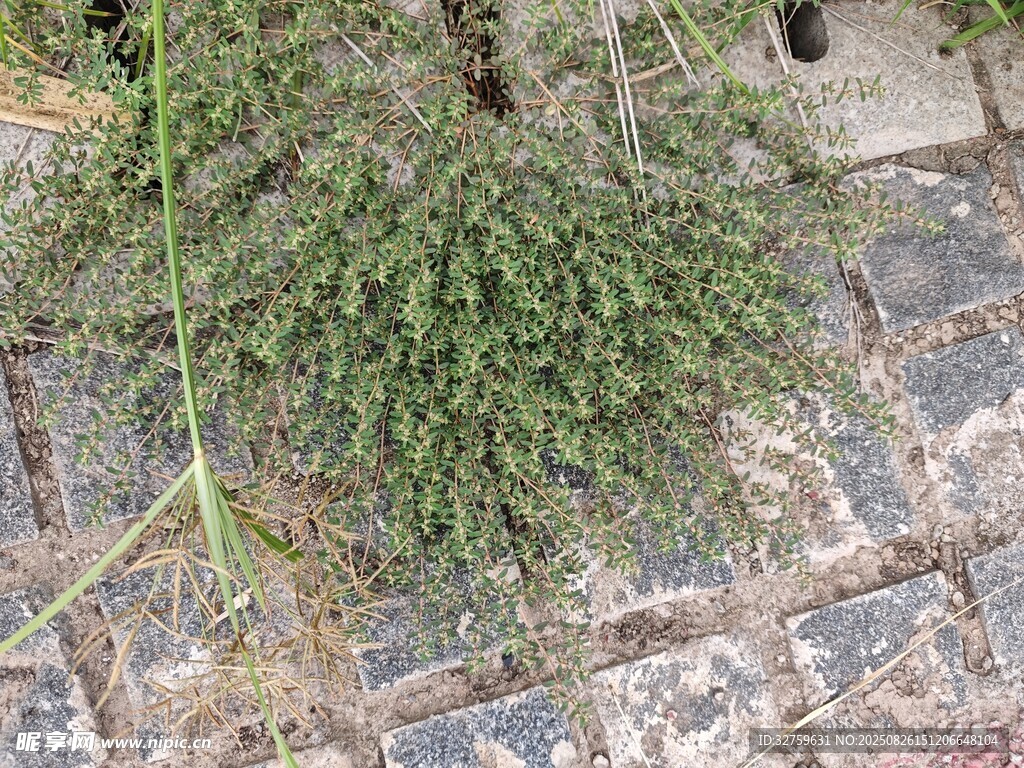 砖缝中生长的嫩绿植物