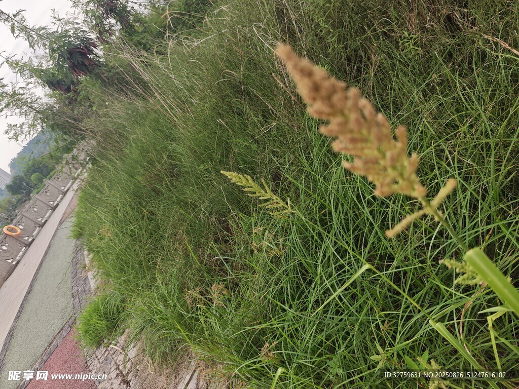 路边草丛中的穗状植物