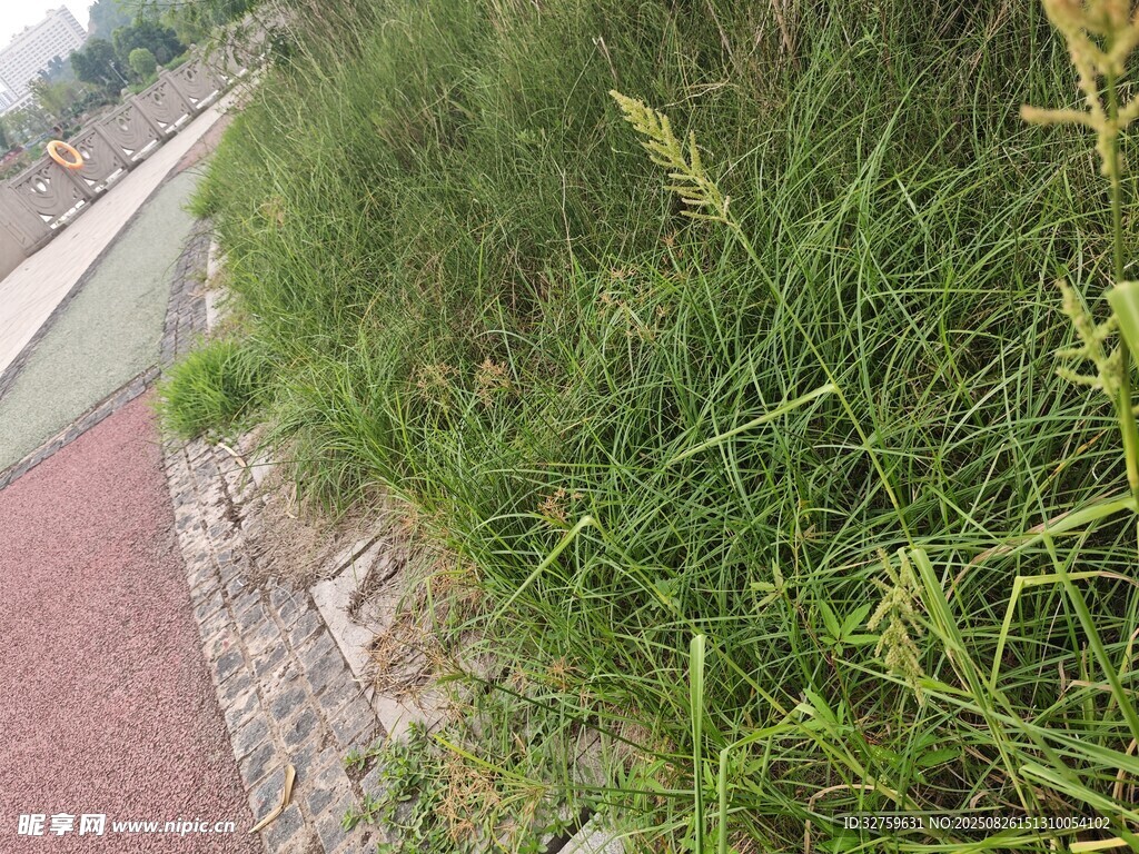 路边茂盛的绿色野草
