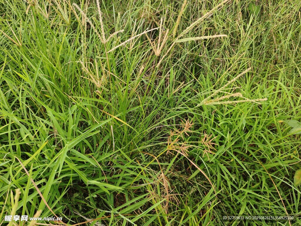 茂盛的绿色草丛景观