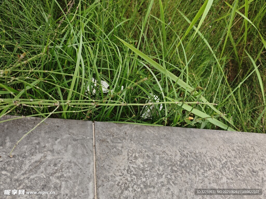 石板旁的翠绿青草