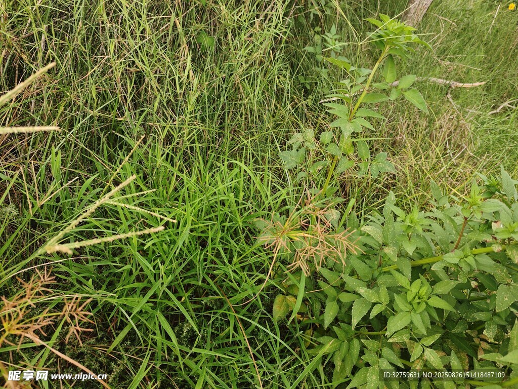 野外茂盛的绿色植物