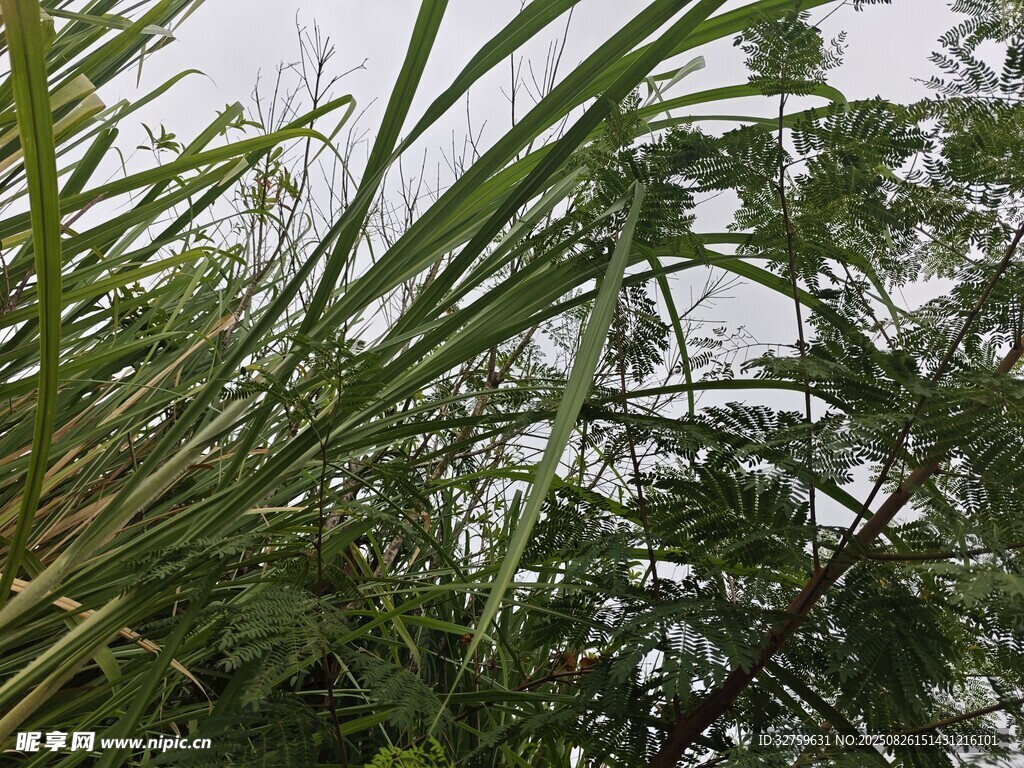 野外茂盛的绿色植物