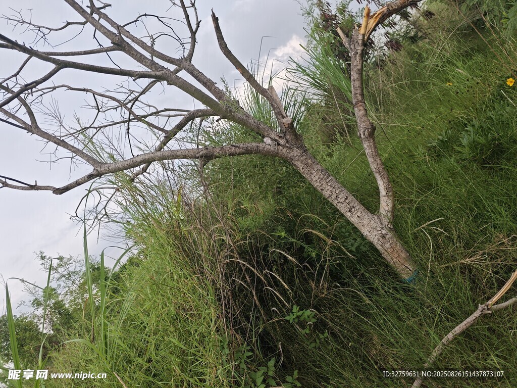 枯树立于葱郁草丛间