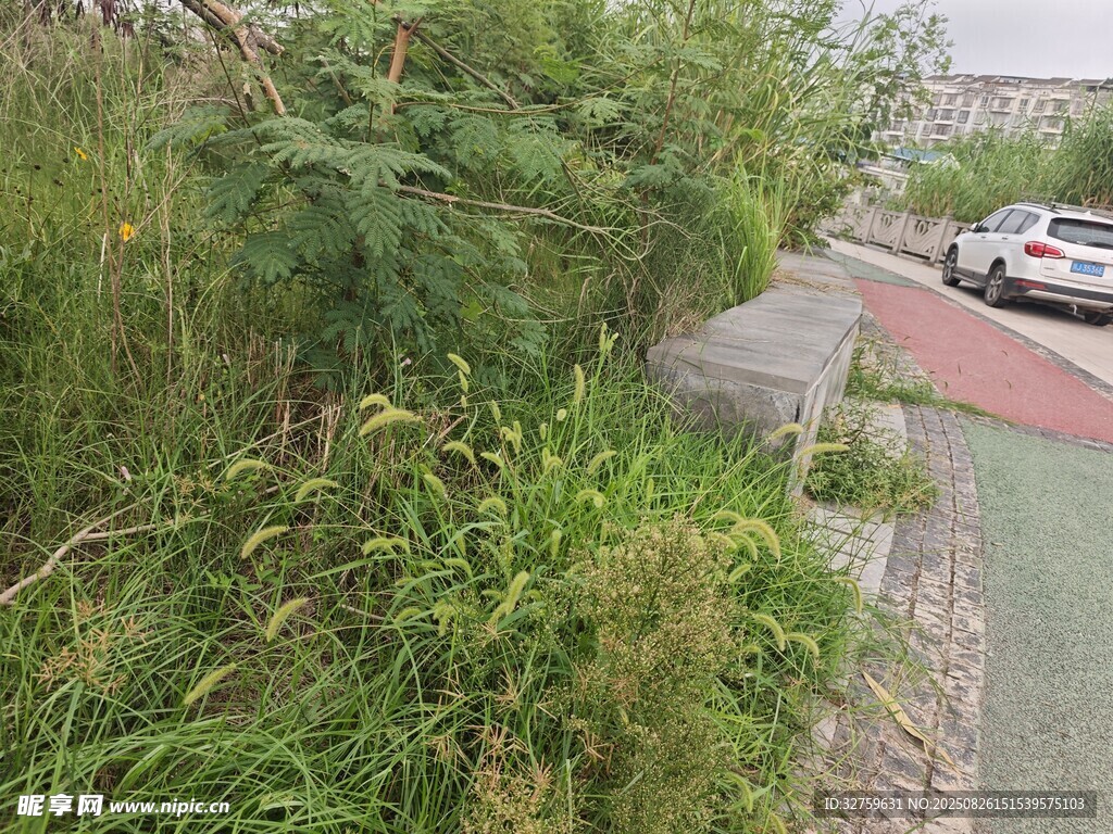 路边繁茂绿植景观