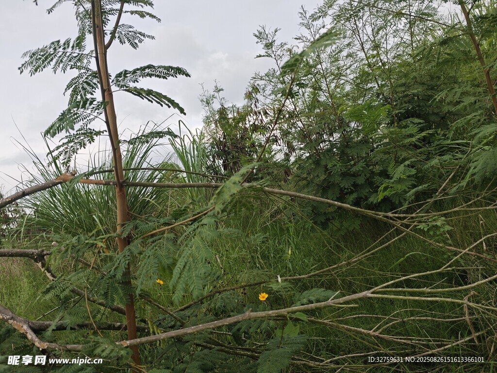 野外繁茂绿植景象
