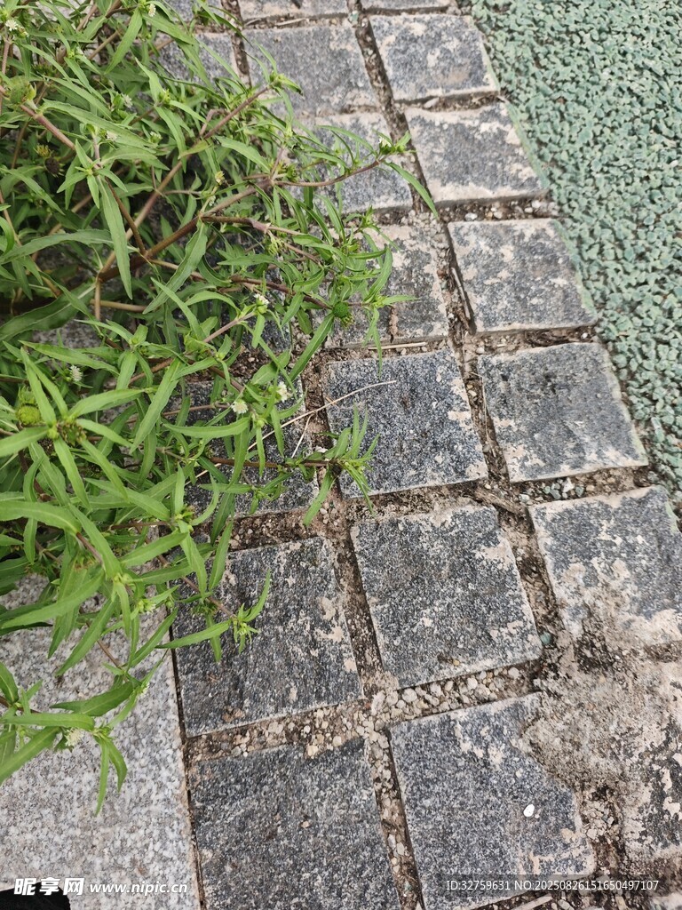 石板旁生长的翠绿植物