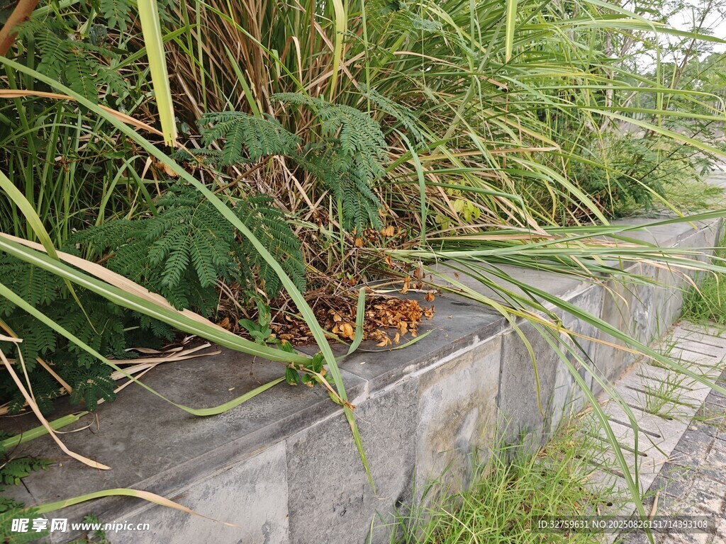 墙边绿植景观