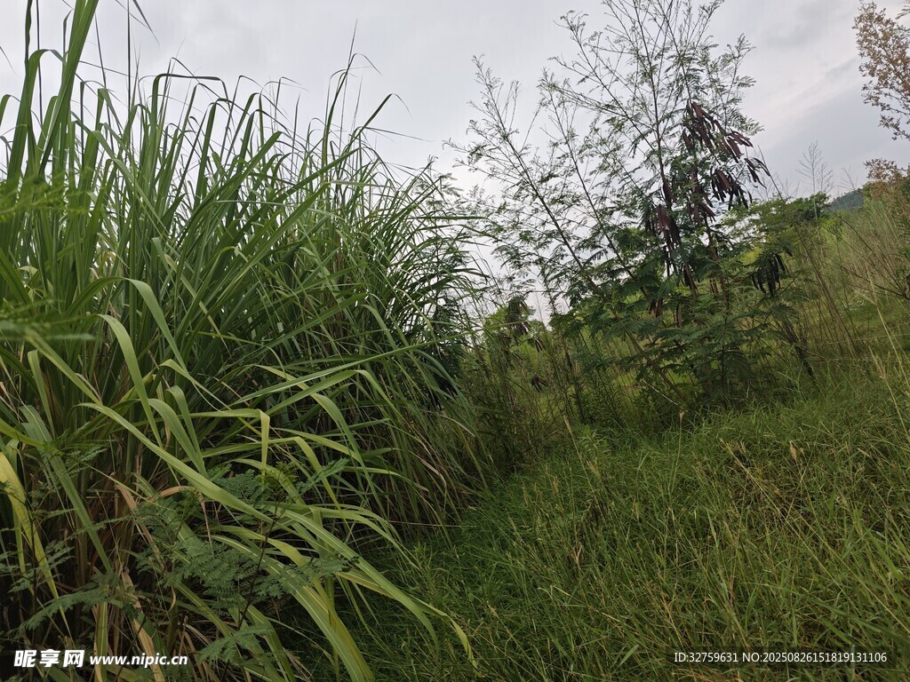 野外茂盛的绿色植物景观