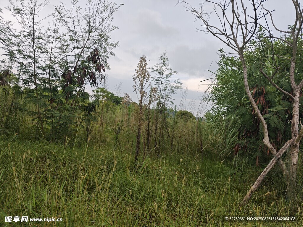 野外草地与稀疏树木景观