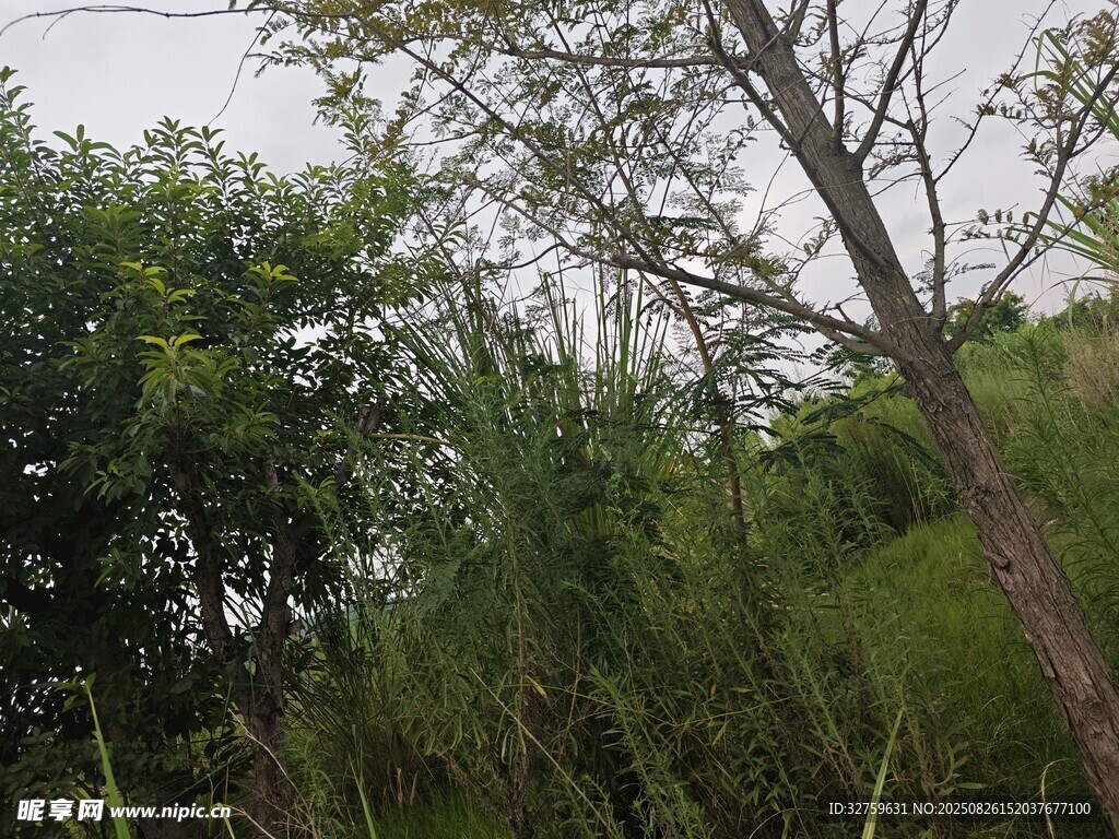 野外树木与繁茂绿植景观