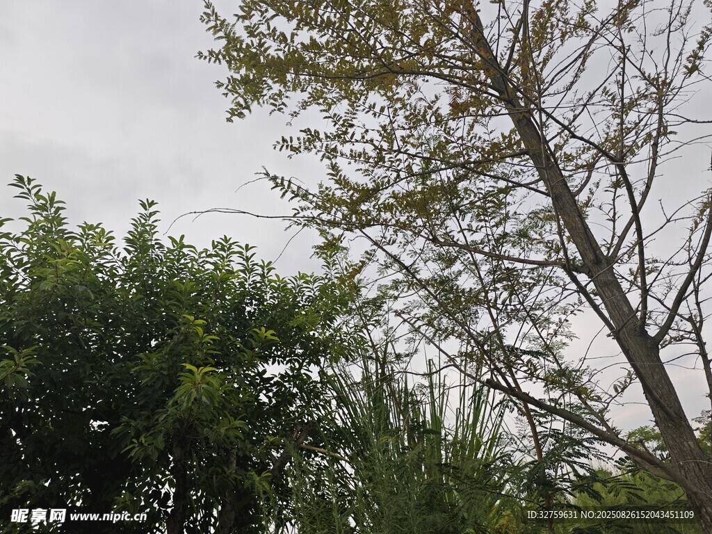 户外绿树景致