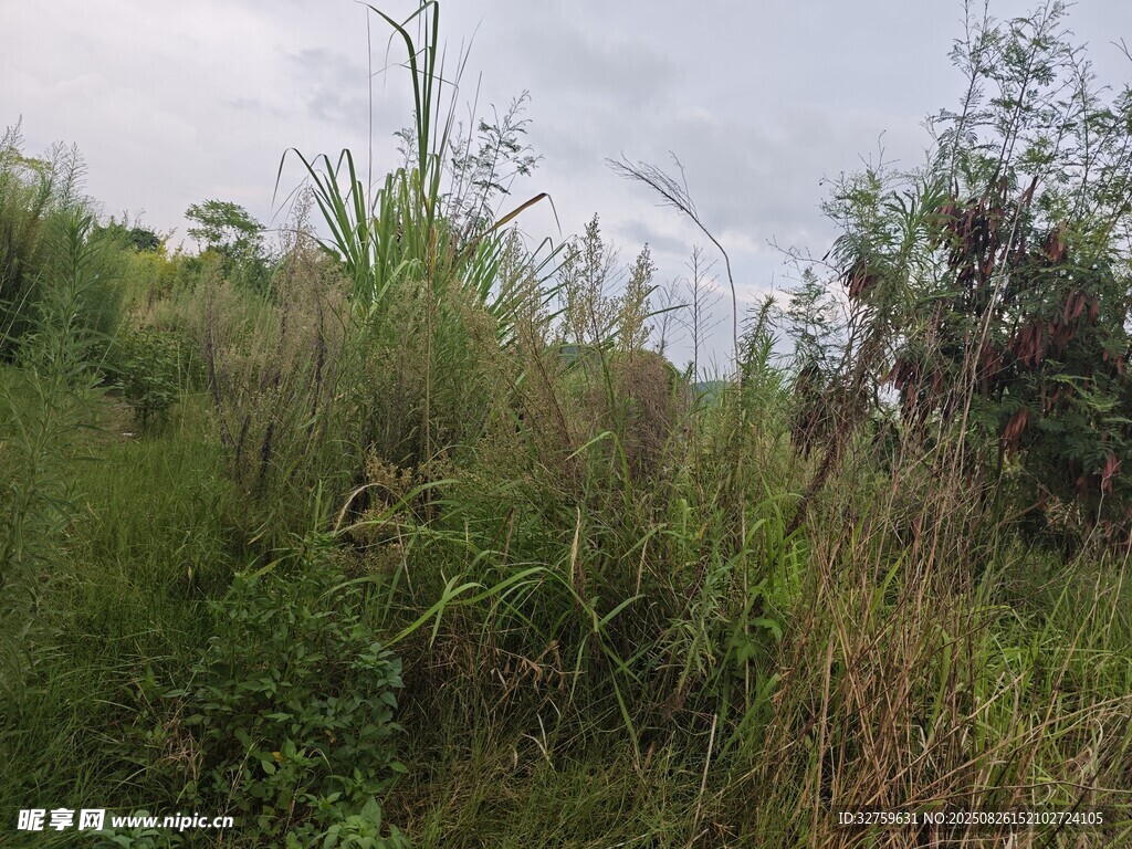 野外繁茂的绿色植物景观