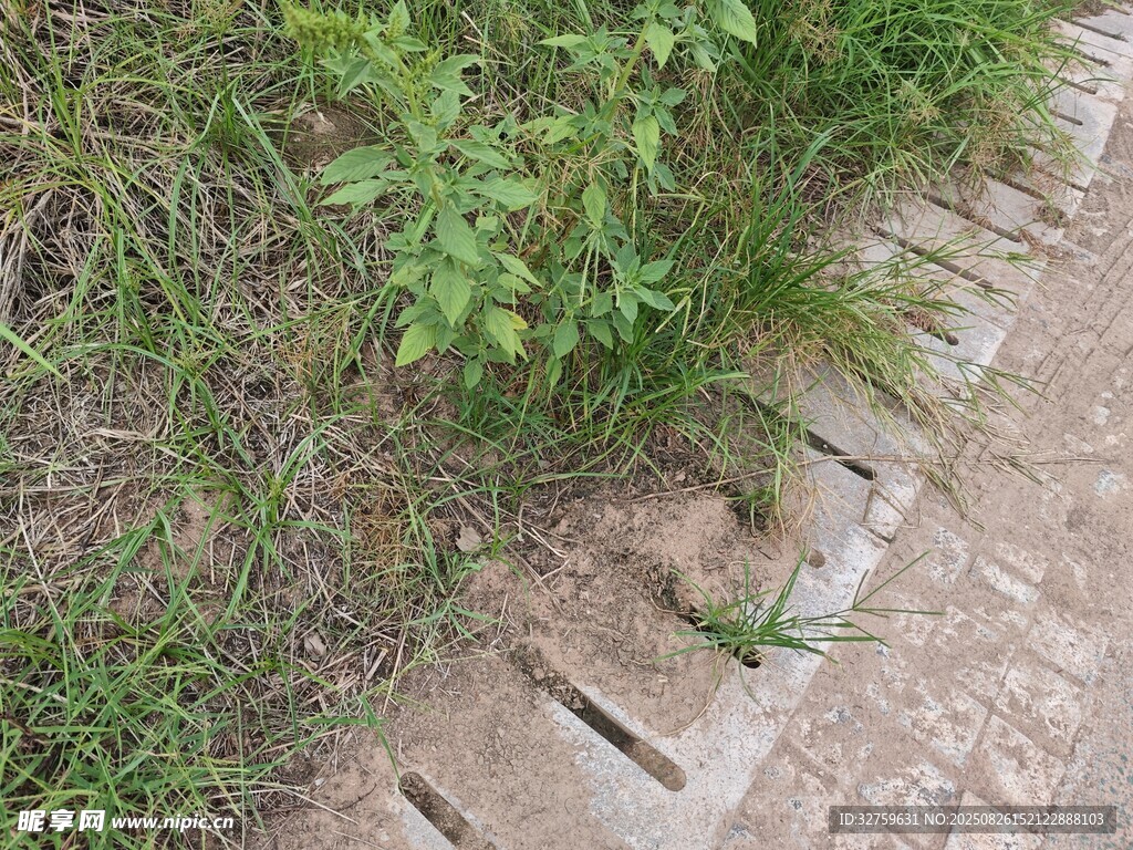 路边缝隙生长的绿色植物