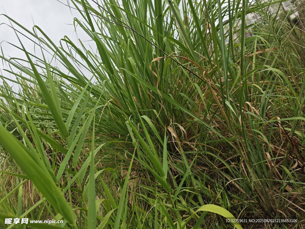 野外茂盛的绿色草丛