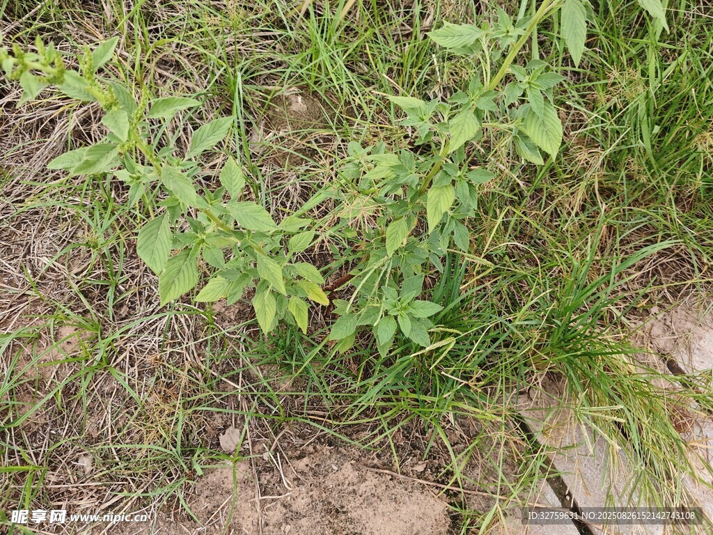 野外丛生的绿色植物