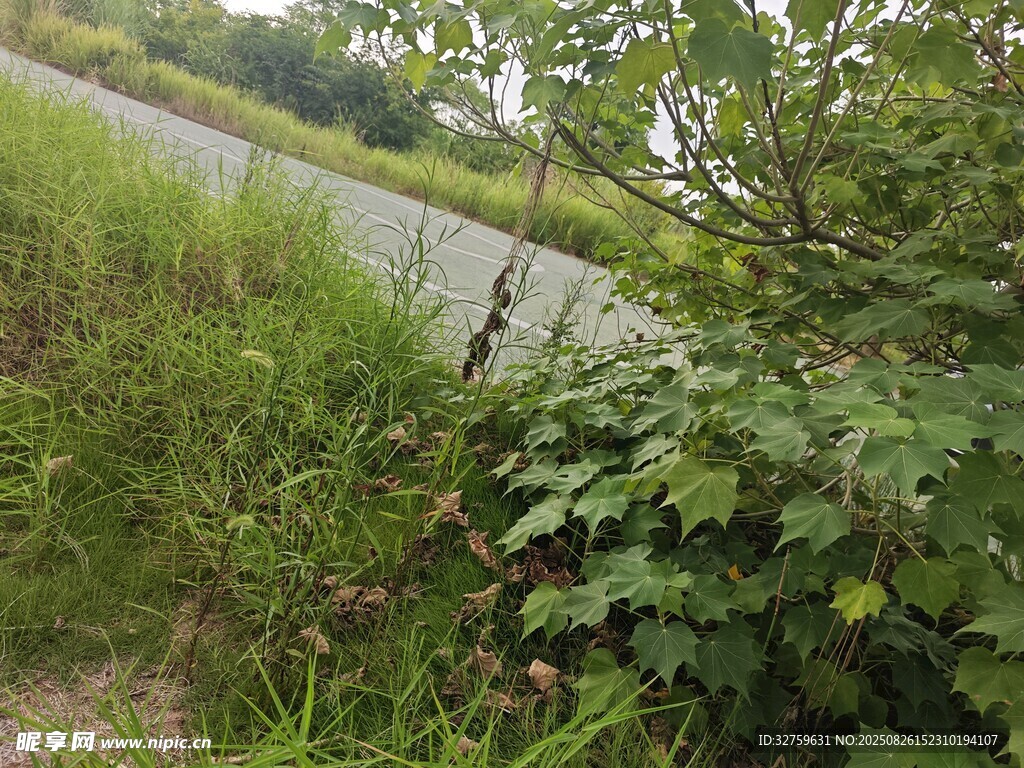 河畔绿植风景