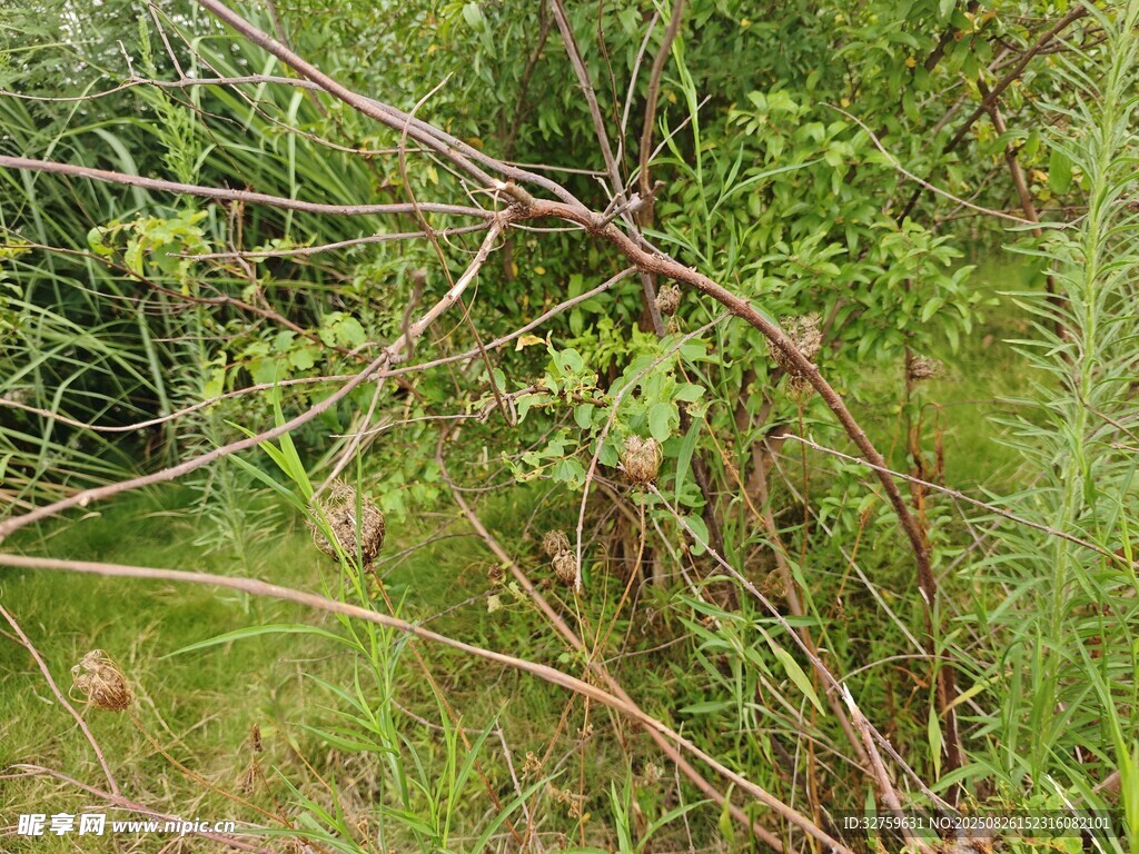 野外繁茂的杂草与树枝