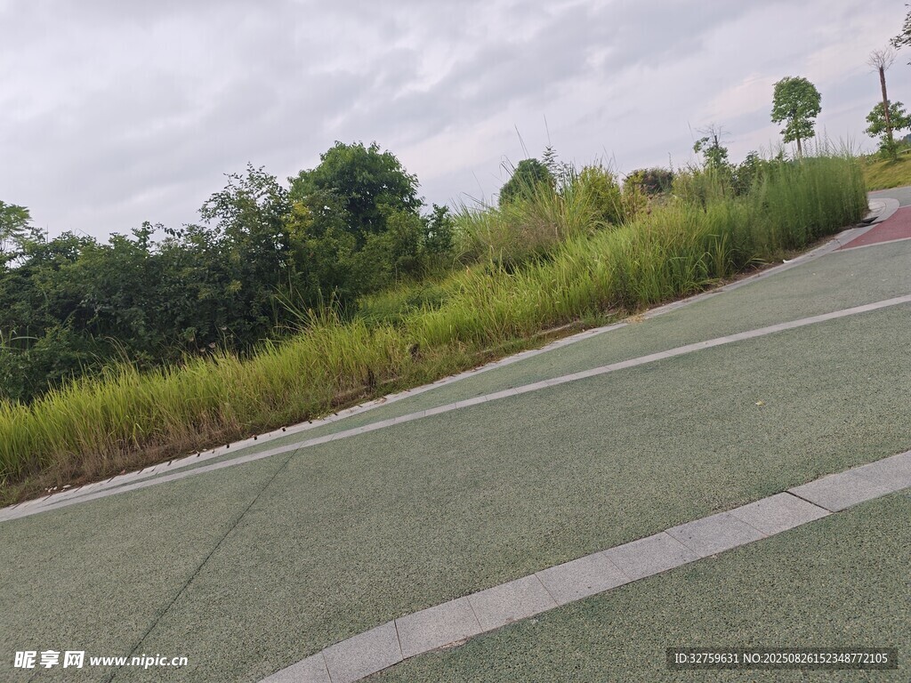 路边绿意盎然的草地景观