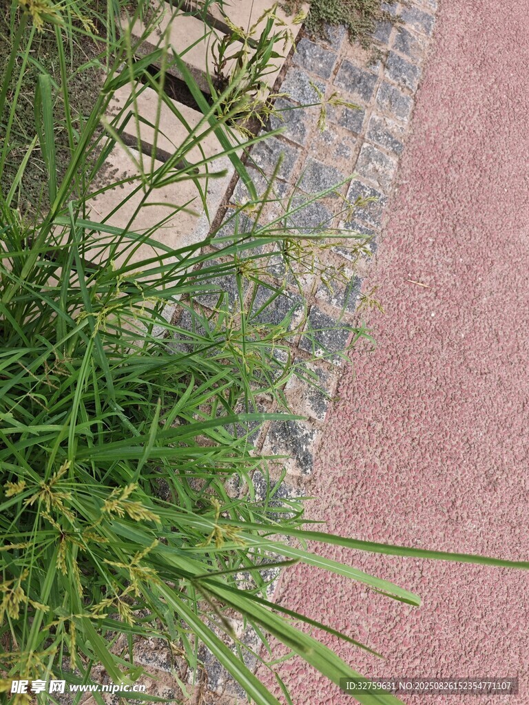 路边嫩绿小草特写