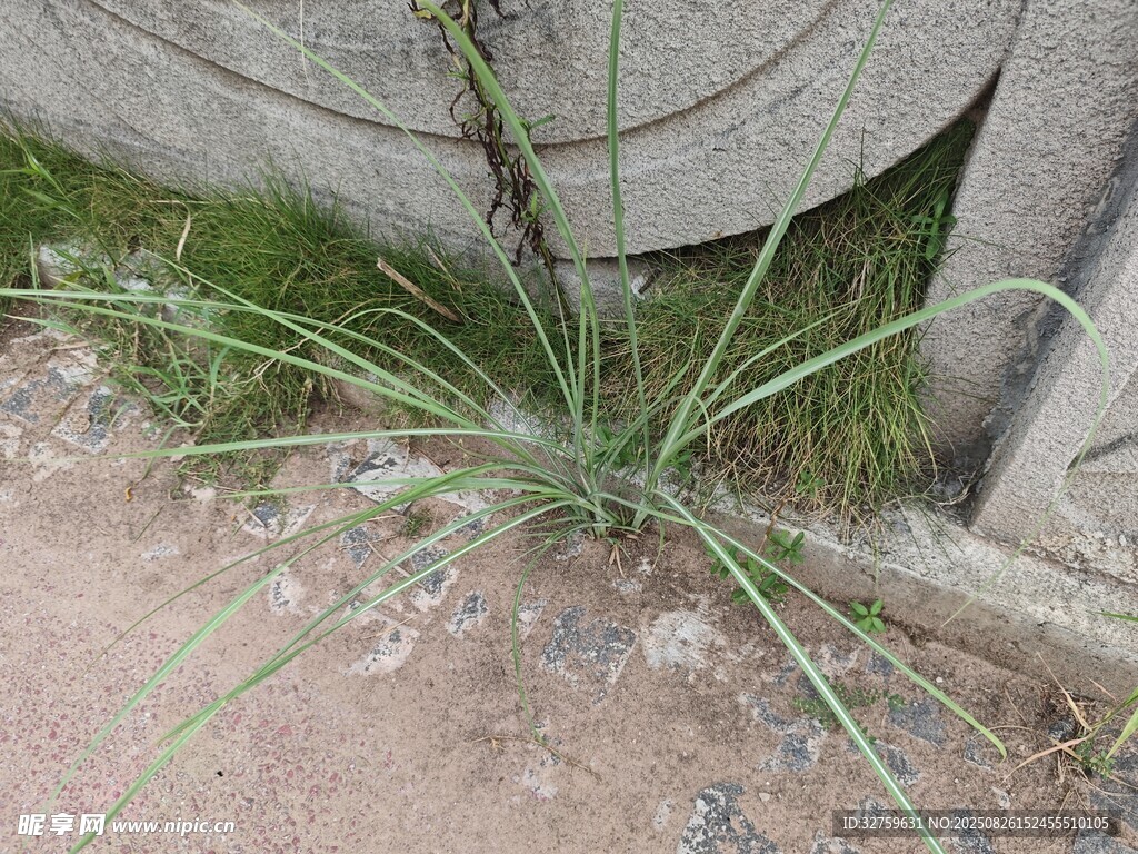 石缝中生长的顽强小草