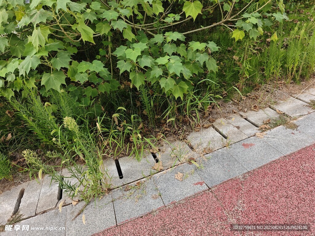路边绿植与缝隙中的生机