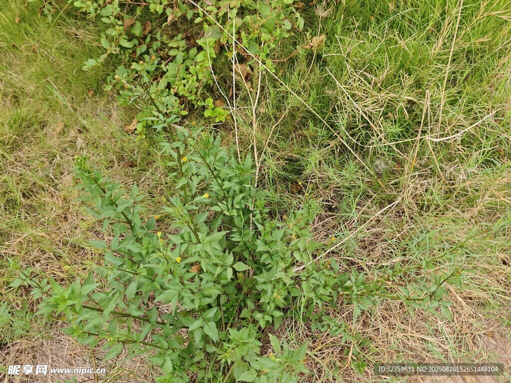 野外丛生的绿色植物
