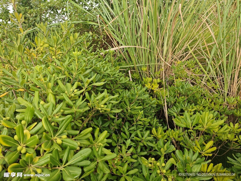 茂密绿植景观