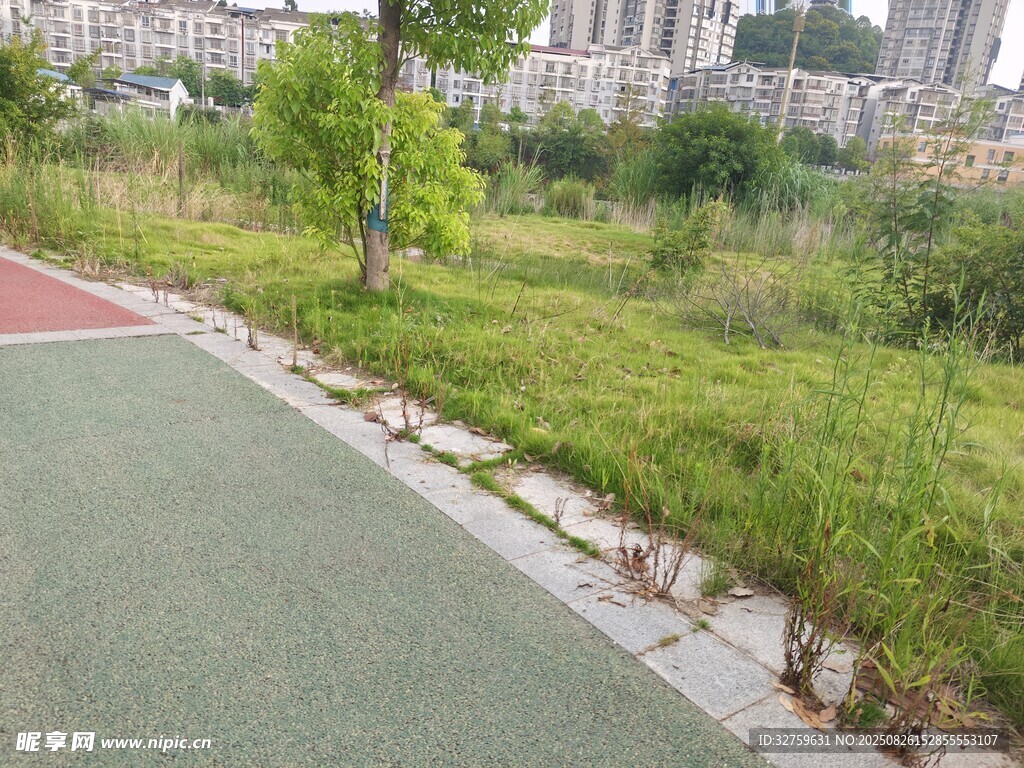 城市旁的清新绿植步道