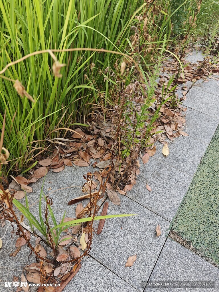 路边绿植与落叶景观