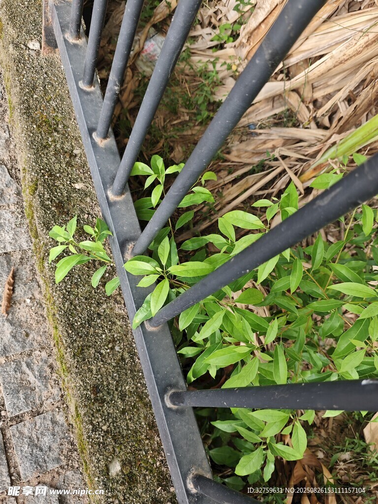 铁栏杆间生长的绿色植物
