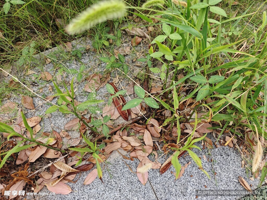 地面上的杂草与散落枯叶