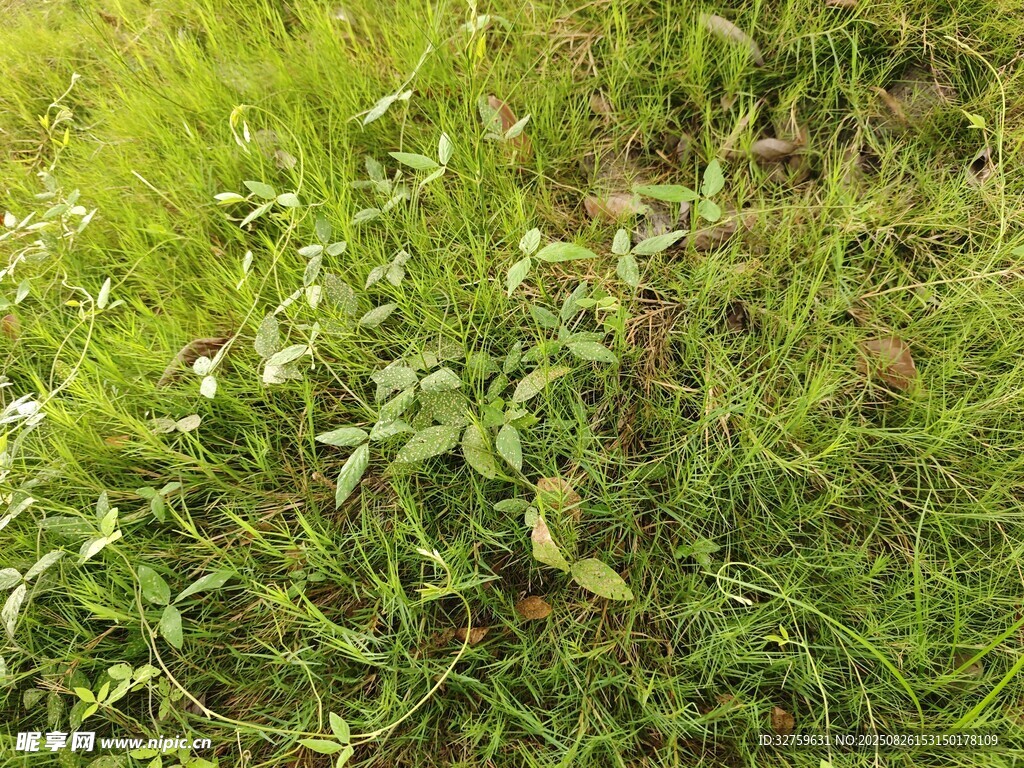 翠绿草地中的清新植物