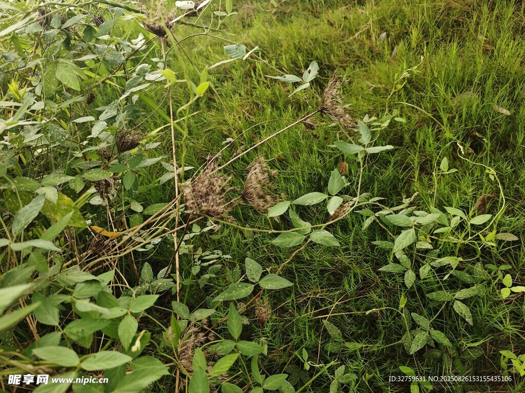 野外繁茂的绿色植物景观